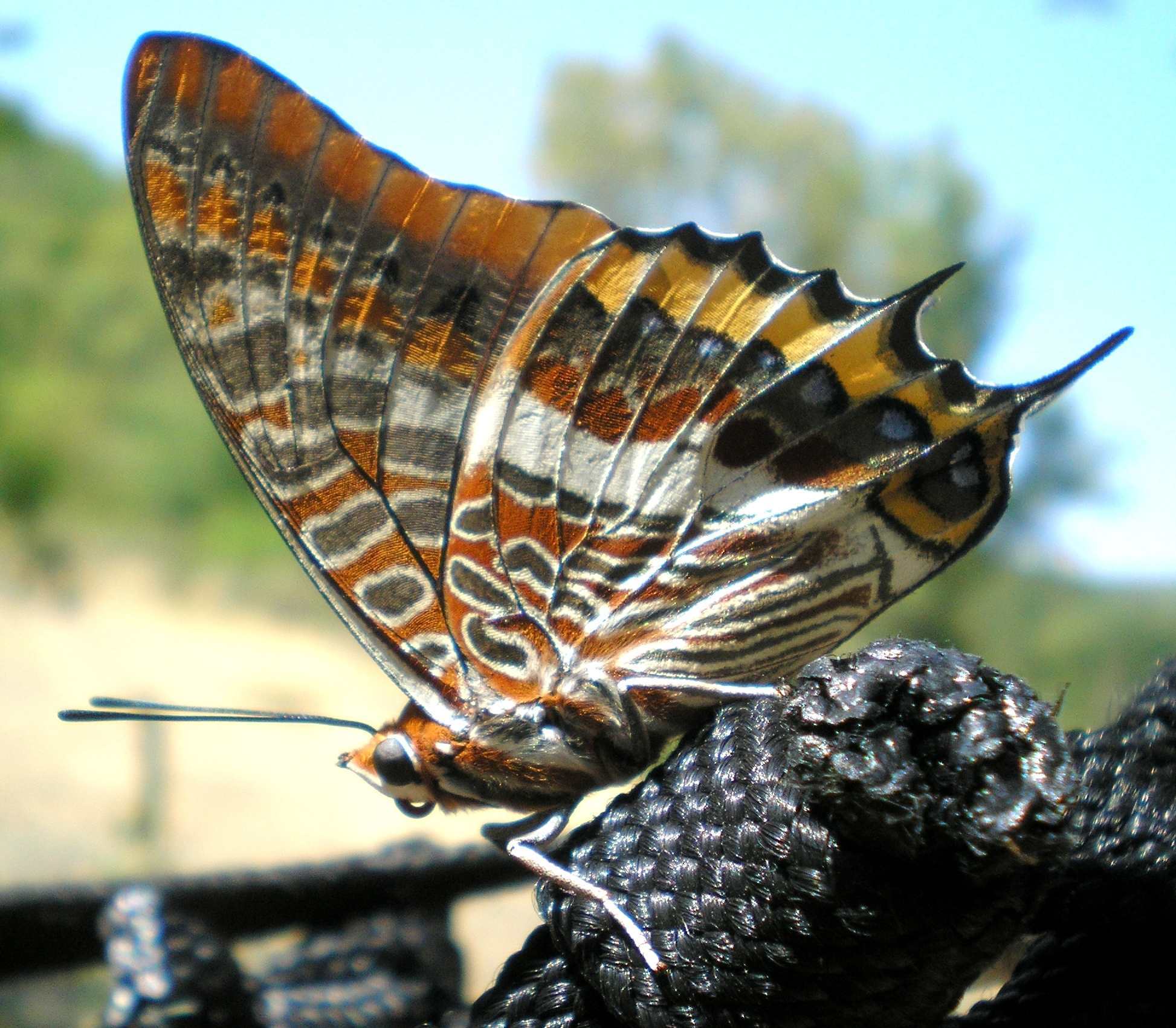 Charaxes jasius in Umbria